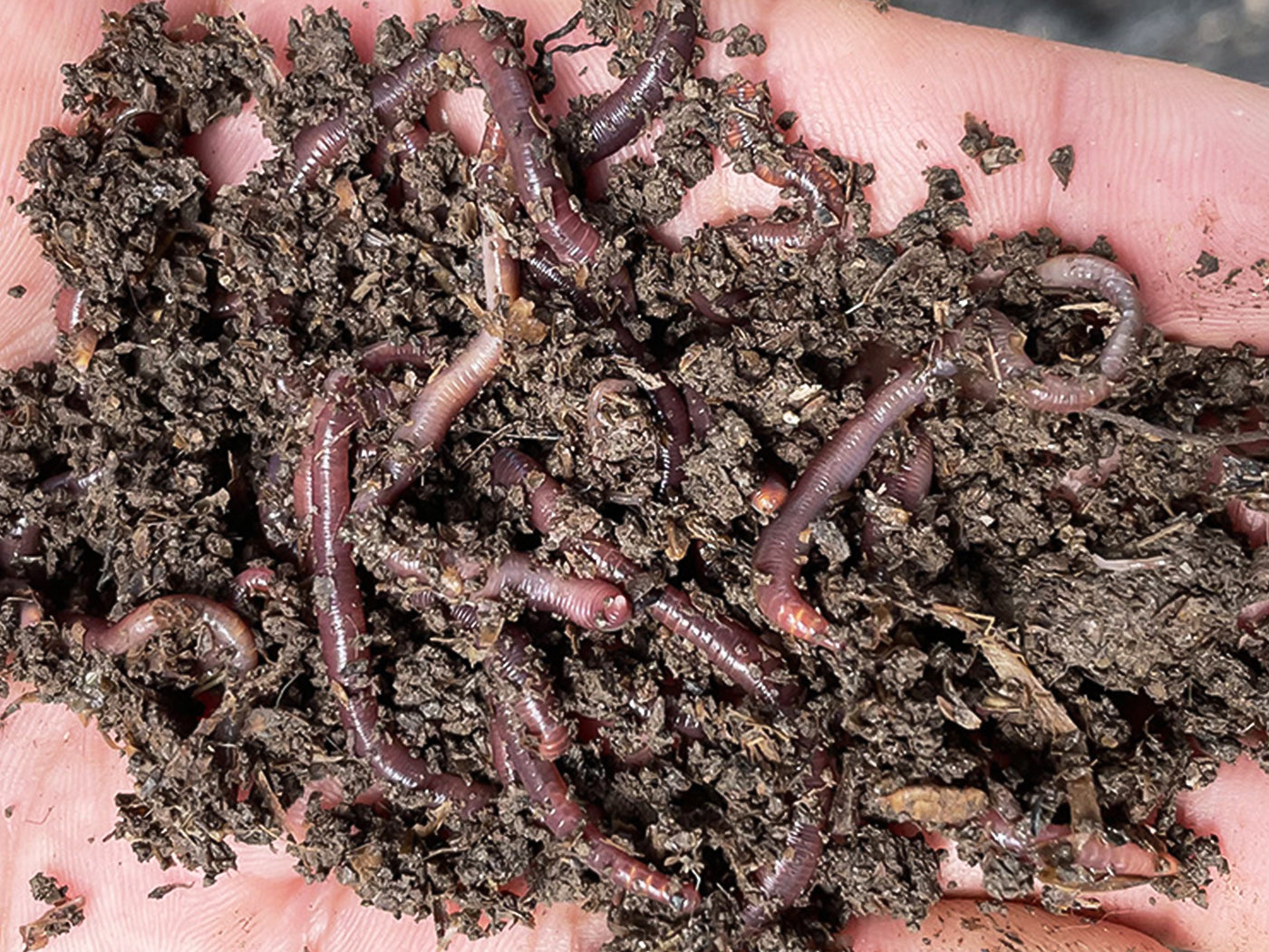 Nature's Dream Ranch Red Wiggler Live Worms, Composting Worms for Vermiculture/Composting