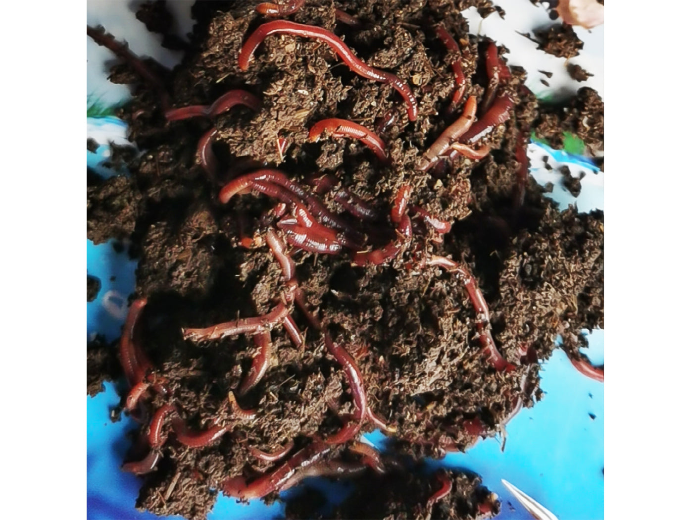 Nature's Dream Ranch Red Wiggler Live Worms, Composting Worms for Vermiculture/Composting