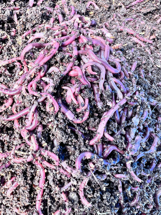 250 Count Red Wiggler Worms