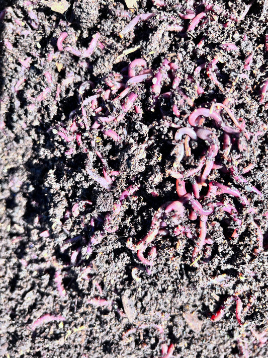 150 Count Red Wiggler Worms