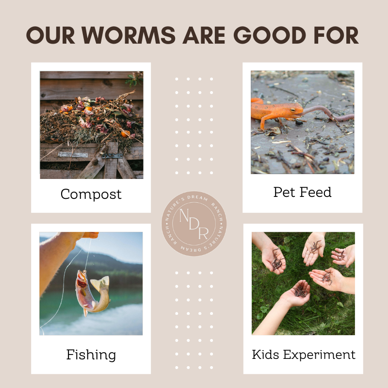 50 Count Red Wiggler Worms