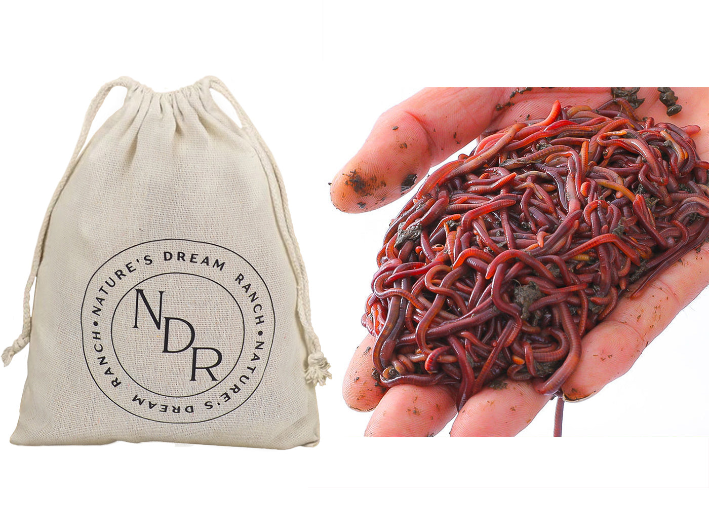 Nature's Dream Ranch Red Wiggler Live Worms, Composting Worms for Vermiculture/Composting