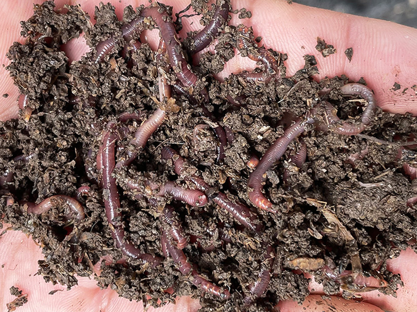 Nature's Dream Ranch Red Wiggler Live Worms, Composting Worms for Verm