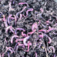 100 Count Red Wiggler Worms