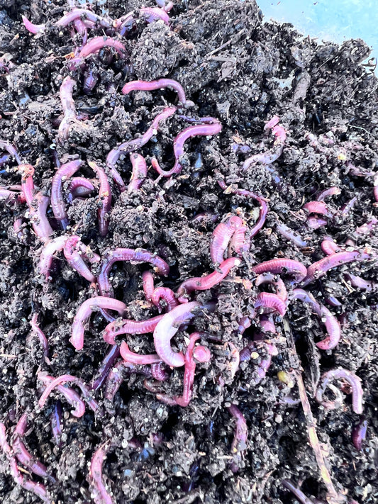 100 Count Red Wiggler Worms