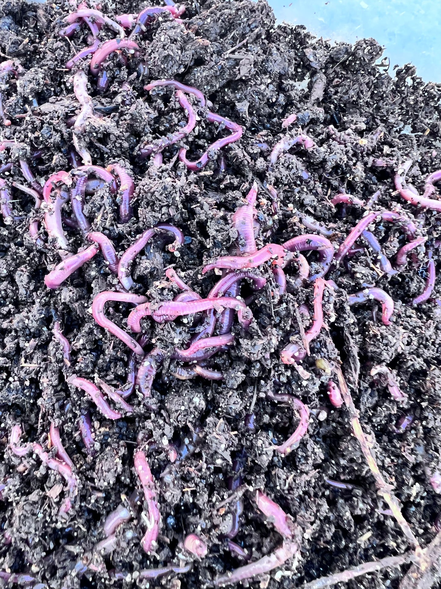 50 Count Red Wiggler Worms