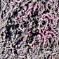 150 Count Red Wiggler Worms