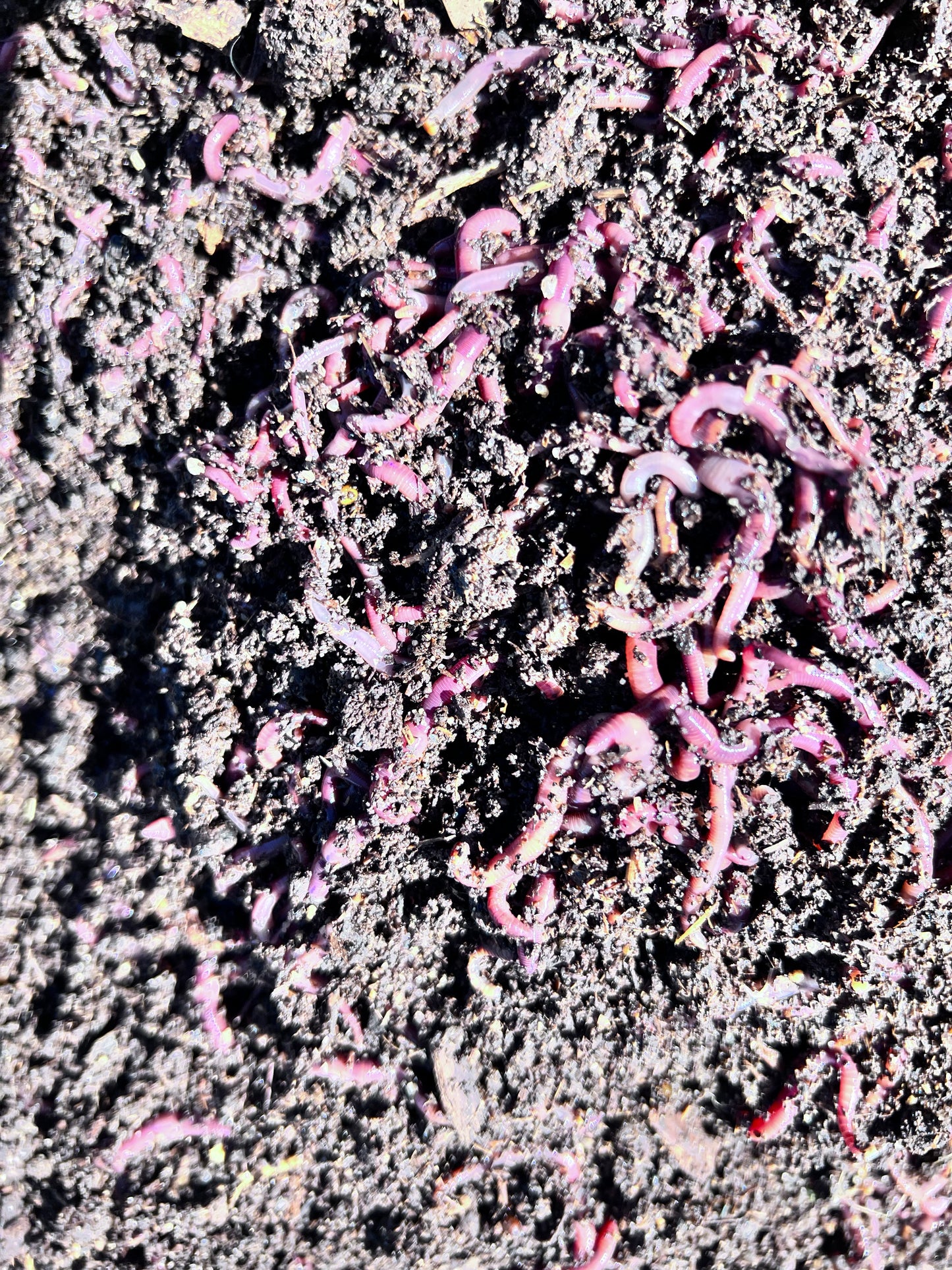 150 Count Red Wiggler Worms