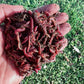 50 Count Red Wiggler Worms