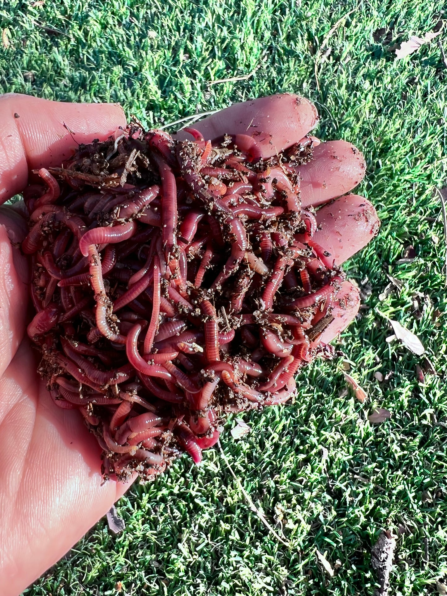 50 Count Red Wiggler Worms