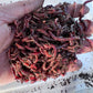 150 Count Red Wiggler Worms