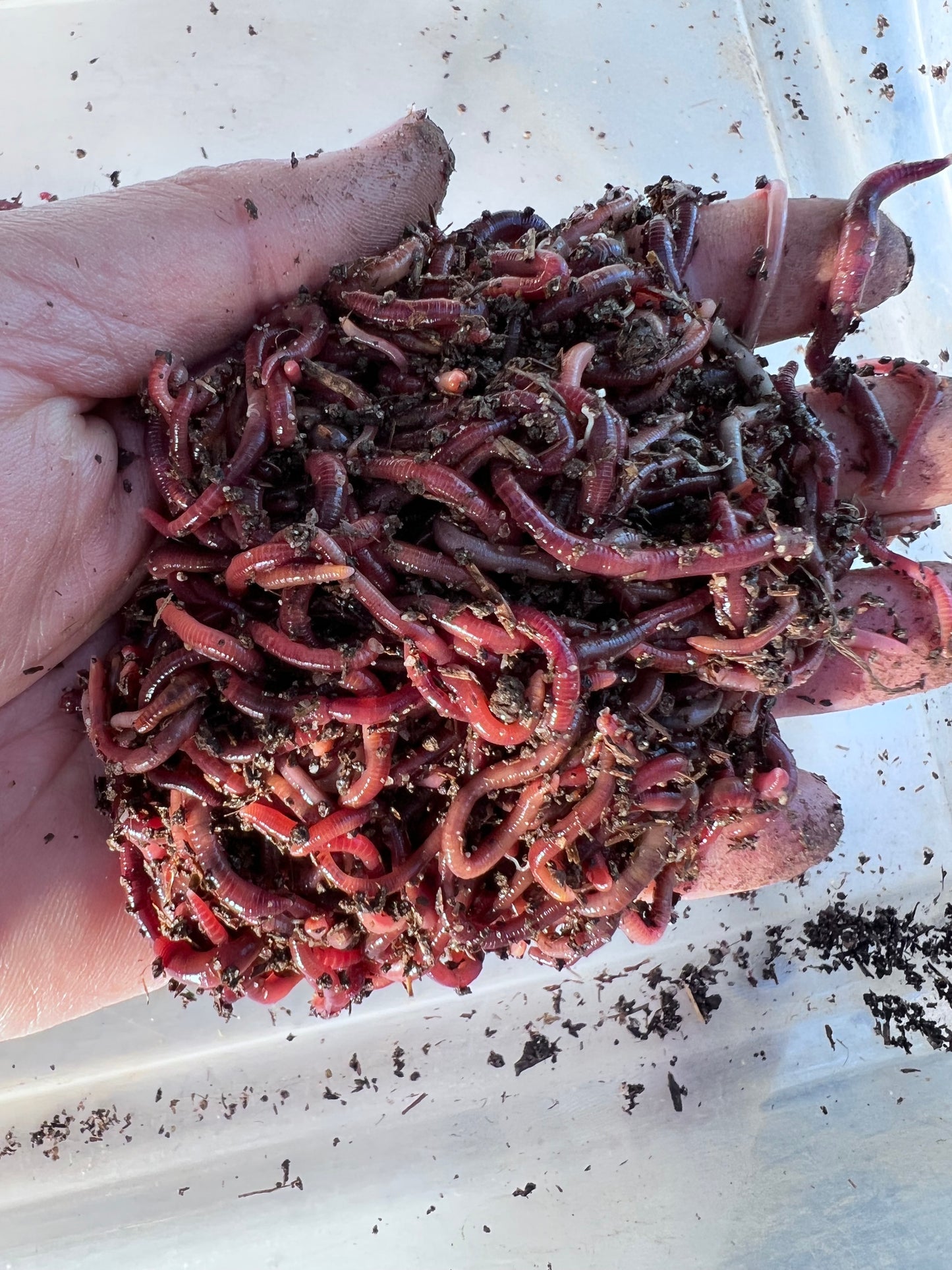 250 Count Red Wiggler Worms