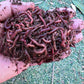 100 Count Red Wiggler Worms