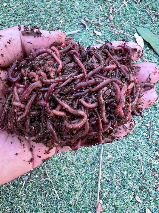 100 Count Red Wiggler Worms