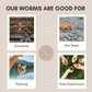50 Count Red Wiggler Worms